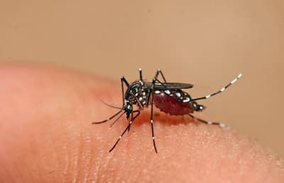Alertan sobre inusual brote de dengue y chikungunya