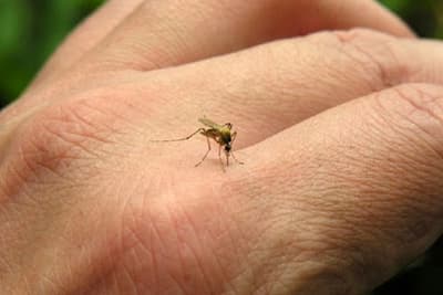 Confirman miles de casos de dengue y brote de chikungunya en Argentina 