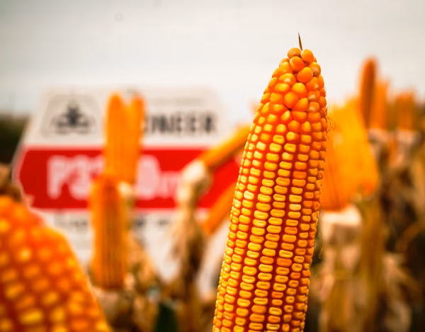 Zafriña de soja y maíz: estiman mayor volumen de cosecha