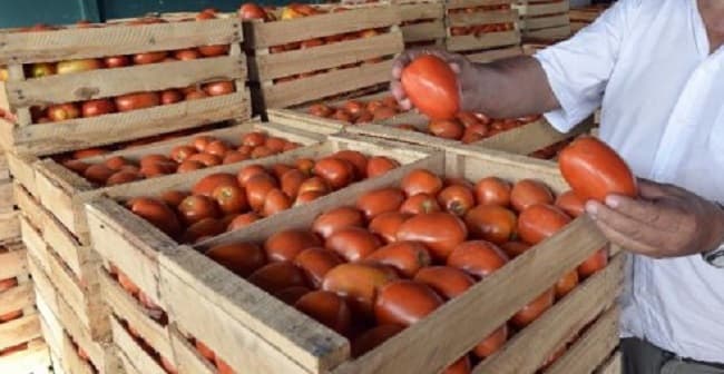 Precio del tomate se dispara: ¡G. 17.000 el kilo!