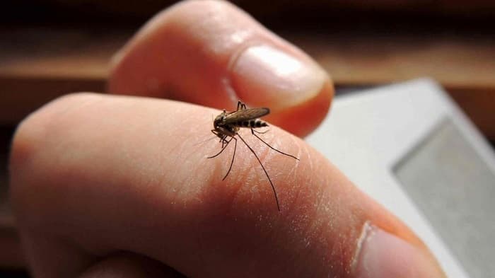 Dengue se dispara: 382 casos en tres semanas