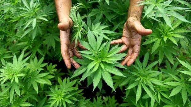 Paraguay Debates a Regulated Transition Toward Cannabis Legalization