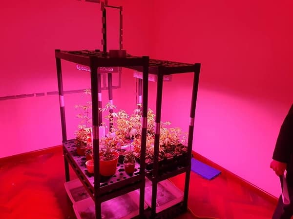 Caso Marihuana VIP: ¡Hasta 12 años de cárcel para los acusados!