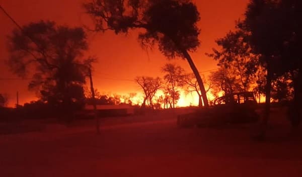 Llamas ingresan al Chaco desde Bolivia