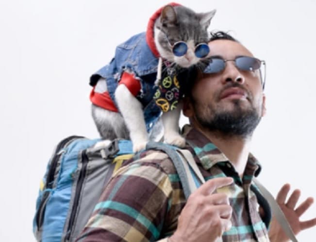 Buscan confirmar si el “Gato Mochilero” fue envenenado