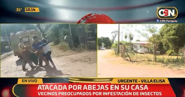 Anciana muere luego de sufrir ataque de abejas en Villa Elisa