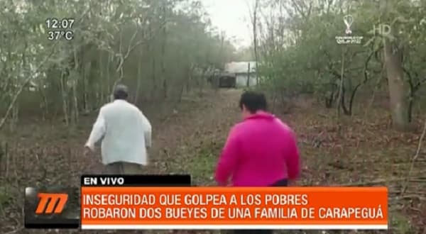 Labriego sufre robo de dos bueyes en Carapeguá