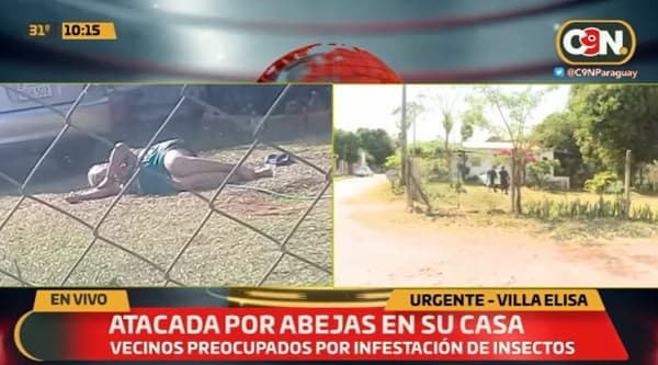 Anciana sufre ataque de abejas en Villa Elisa