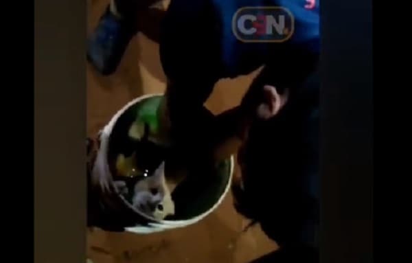 Denuncian maltrato a gato en cancha de fútbol de San Lorenzo