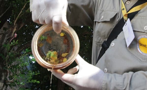 Reportan alto índice de infestación larvaria en varios puntos del país