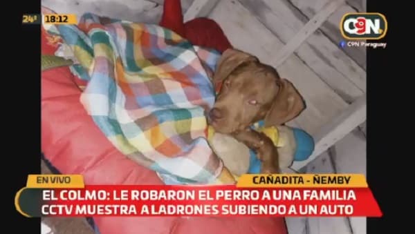 Roban a cachorro de la raza pitbull en Ñemby
