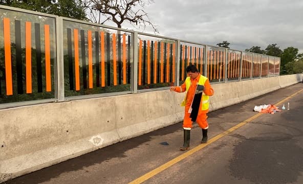 Agregan adhesivos en el Corredor Vial Botánico para evitar muerte de aves
