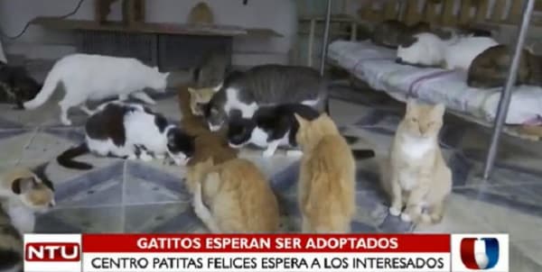 Asociación cuenta con 150 gatos rescatados e insta a la adopción