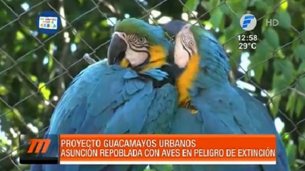 Buscan repoblar de guacamayos Asunción y Gran Asunción como hace 200 años