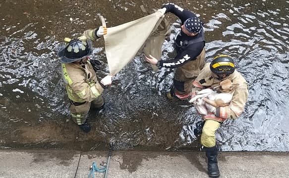 Bomberos rescatan a dos perritos que cayeron al canal de la Avda. Madame Lynch