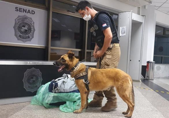 “Messi” detecta carga de cocaína negra en el aeropuerto