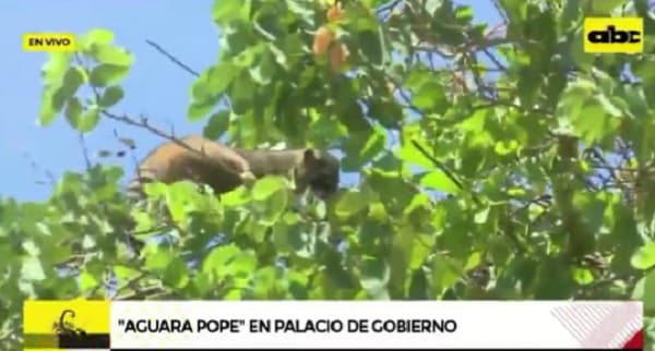 Rescatan a mapache en Palacio de López