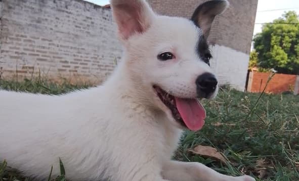 Denuncian a hombre que mató a martillazos a un perro en Villa Elisa