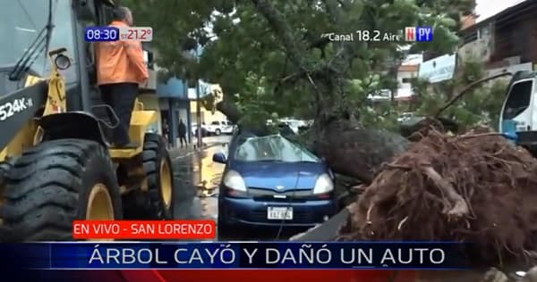 Frondoso árbol cae y aplasta un auto en San Lorenzo