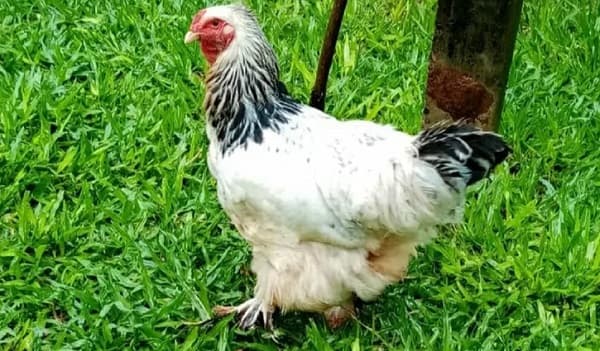 Condenan a un año de cárcel a hombre por abuso de gallina
