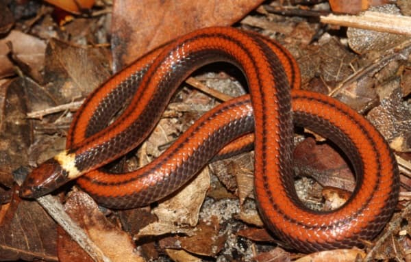 Descubren en Paraguay una serpiente única en el mundo