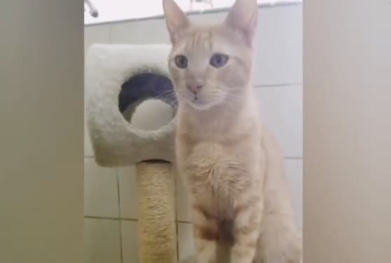 Buscan hogar para “Tacumbú”, el gato que salió de la penitenciaría