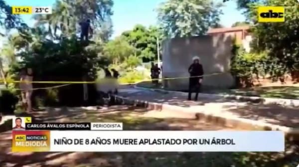Niño de ocho años muere tras sufrir caída de árbol
