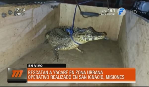 Rescatan a yacaré en barrio de San Ignacio