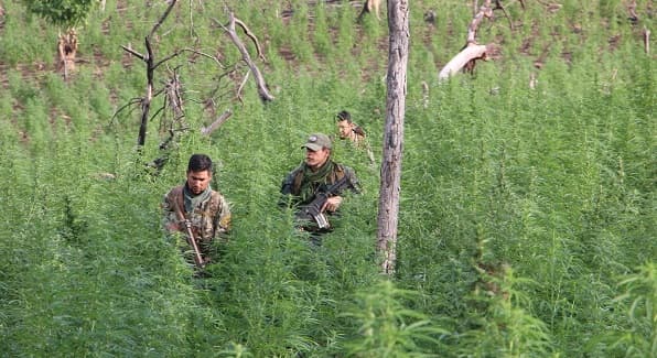 Destruyen 836 toneladas de marihuana en Amambay