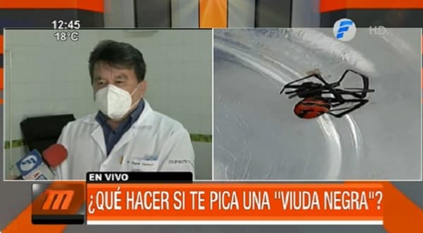 Adolescente de 14 años sufre picadura de viuda negra