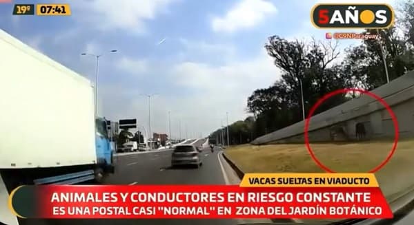 Vacas sueltas apeligran a conductores en pleno viaducto