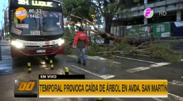Reportan árboles caídos en varios puntos de Asunción
