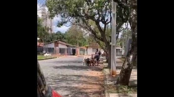 Graban a “paseador” pateando a perro