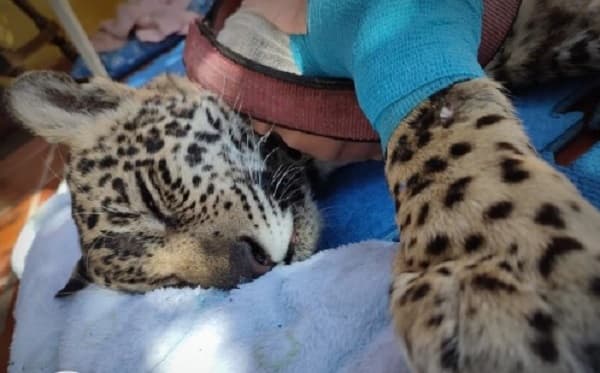 Confirman muerte de Tosã, la cachorra yaguareté que fue atropellada