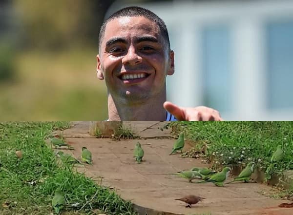 Denuncian desalojo y muerte de cotorras en propiedad de Almirón