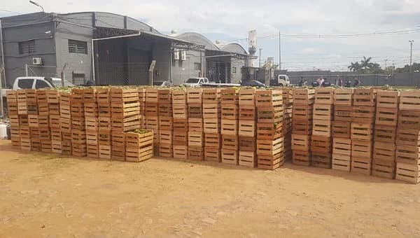 Incautan 33.000 kilos de locotes y tomates en Mariano