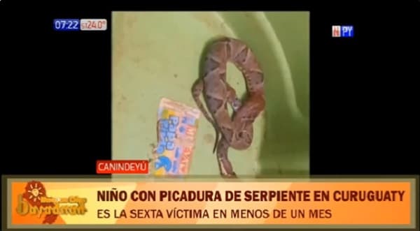Reportan nuevo ataque de serpiente en Curuguaty