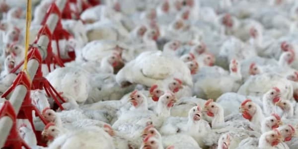 Gripe aviar puede generar grandes pérdidas a pequeños productores, afirman