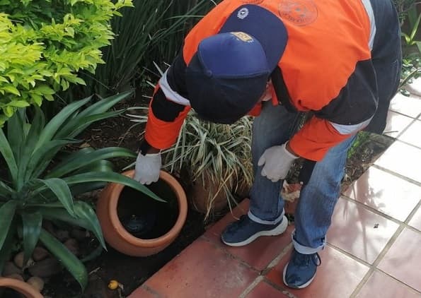 Top 5 criaderos de mosquitos en hogares, según Senepa