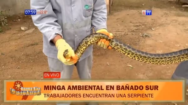 Hallan kuriju en minga ambiental