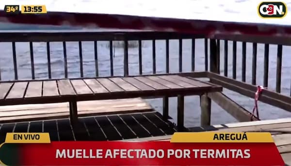 Muelle de Areguá sufre infestación de termitas 