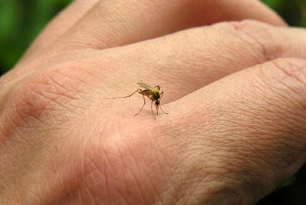 Confirman miles de casos de dengue y brote de chikungunya en Argentina 