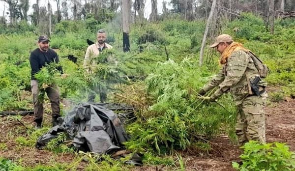 Senad elimina más de 15 toneladas de marihuana en Reserva San Rafael