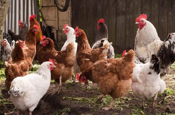 Senacsa detecta gripe aviar en el Chaco