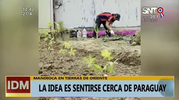 Concepcioneros consiguen plantar mandioca en Japón