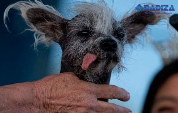 De patito feo a perro estrella: la historia de Scooter