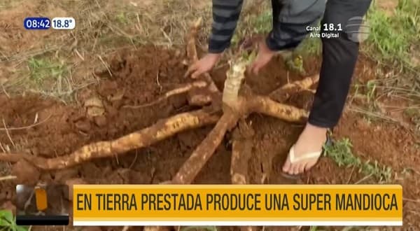 Cosechan “súper mandioca” en Misiones