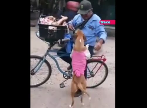 Comparten alegría de perrita al recibir su chipa por parte de vendedor