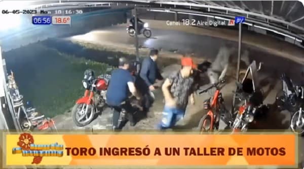 Toro “atropella” un taller de motos en Luque
