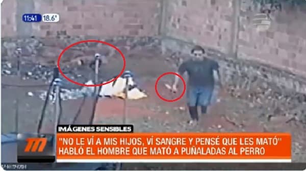 Imputan al hombre que mató a puñaladas al perro de su vecino en Capiatá